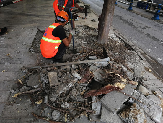 瀘水市賴茂新區(qū)市政道路景觀提升改造建設項目施工情況