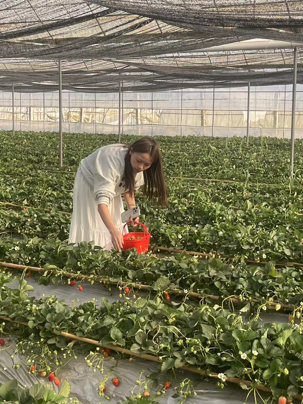 采擷春去 向“莓”好出發(fā) ——慶?！叭恕眹?guó)際勞動(dòng)?jì)D女節(jié)暨主題黨日活動(dòng)