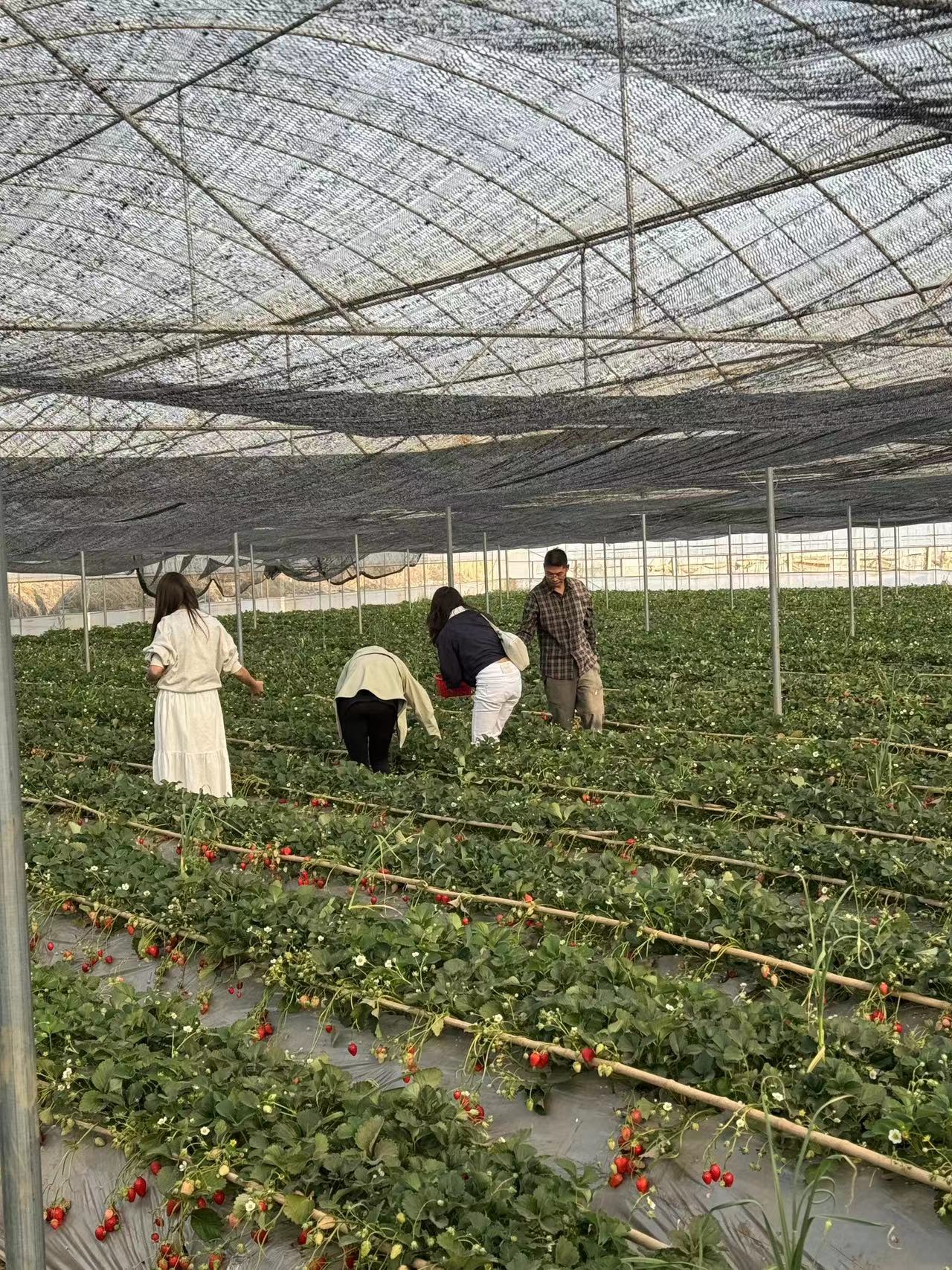 采擷春去 向“莓”好出發(fā) ——慶?！叭恕眹?guó)際勞動(dòng)?jì)D女節(jié)暨主題黨日活動(dòng)