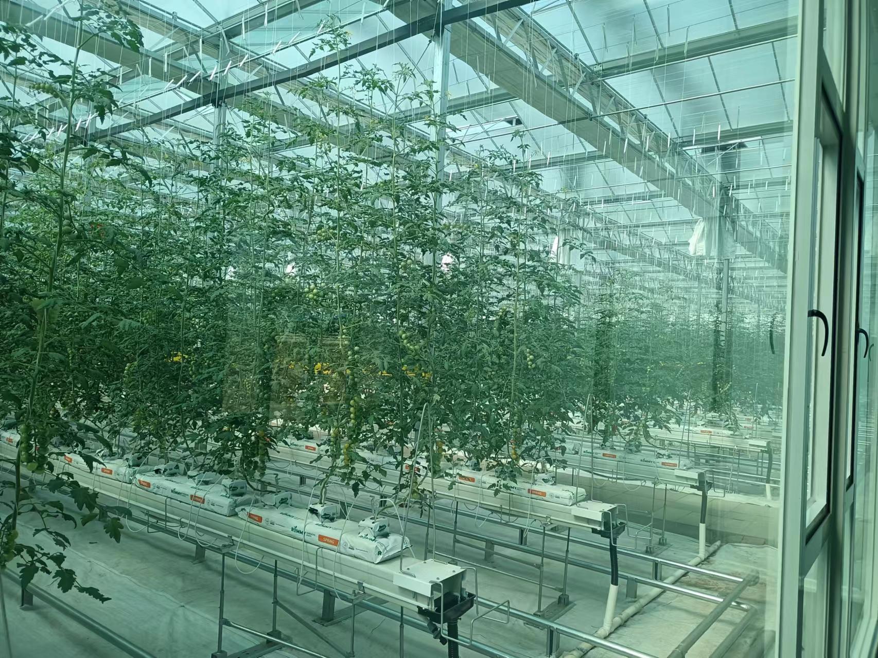 銅都街道炎山、深溝社區(qū)果蔬產(chǎn)業(yè)園建設(shè)項(xiàng)目