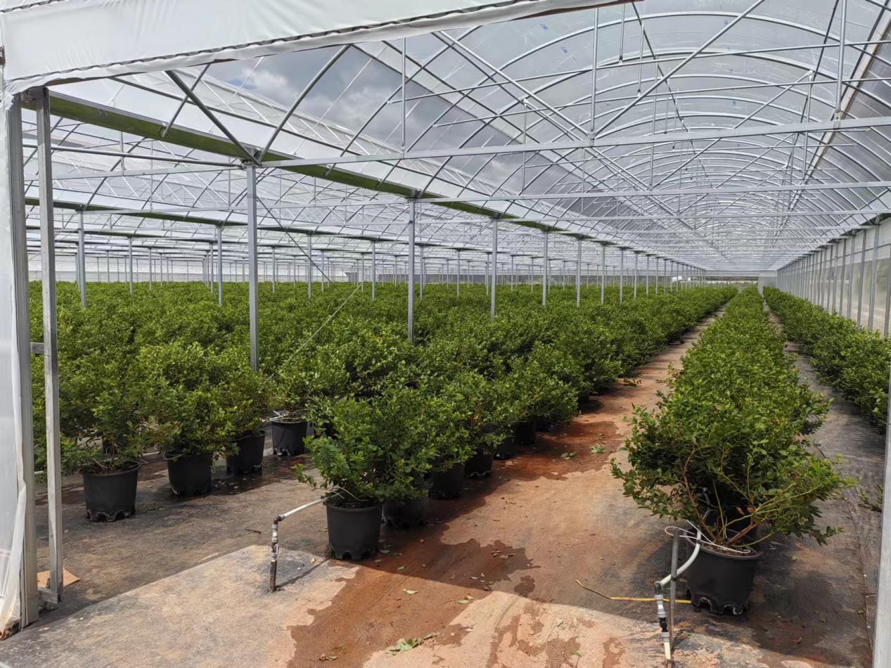 東川區(qū)現(xiàn)代農(nóng)業(yè)產(chǎn)業(yè)園(孵化基地)二期項(xiàng)目